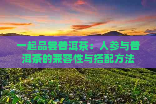 一起品尝普洱茶：人参与普洱茶的兼容性与搭配方法