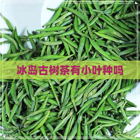 冰岛古树茶有小叶种吗