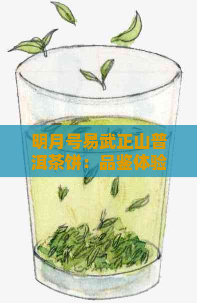 明月号易武正山普洱茶饼：品鉴体验与功效作用解析