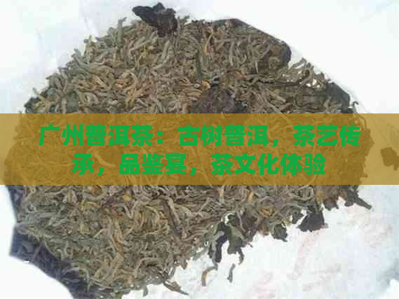 广州普洱茶：古树普洱，茶艺传承，品鉴宴，茶文化体验