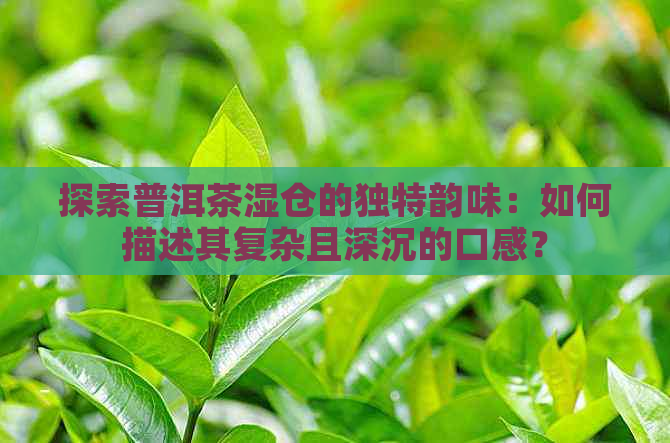 探索普洱茶湿仓的独特韵味：如何描述其复杂且深沉的口感？