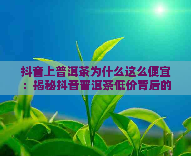 抖音上普洱茶为什么这么便宜：揭秘抖音普洱茶低价背后的真相