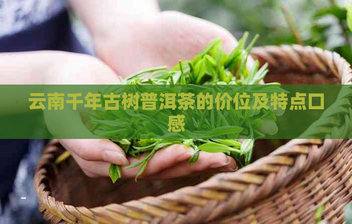 云南千年古树普洱茶的价位及特点口感