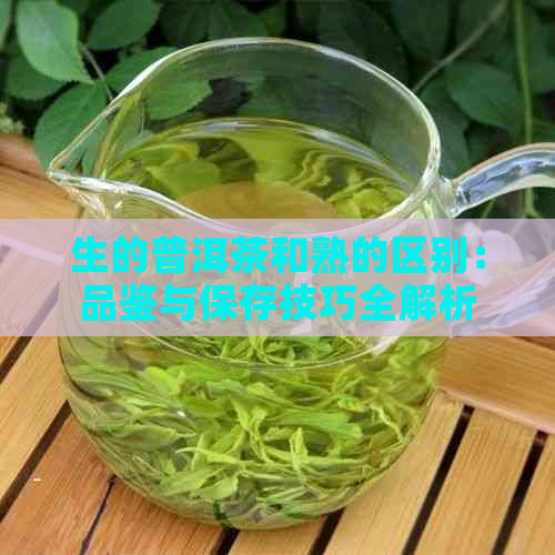 生的普洱茶和熟的区别：品鉴与保存技巧全解析