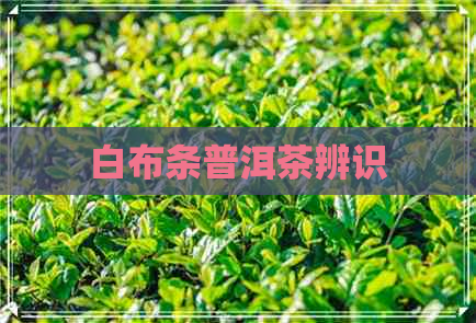 白布条普洱茶辨识