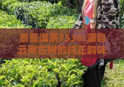 泰普洱茶7538:源自云南古树的纯正韵味，打造匠心品质新标杆