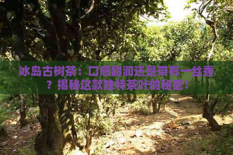 冰岛古树茶：口感甜润还是带有一丝香？揭秘这款独特茶叶的秘密！