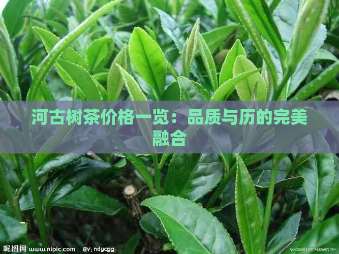 河古树茶价格一览：品质与历的完美融合