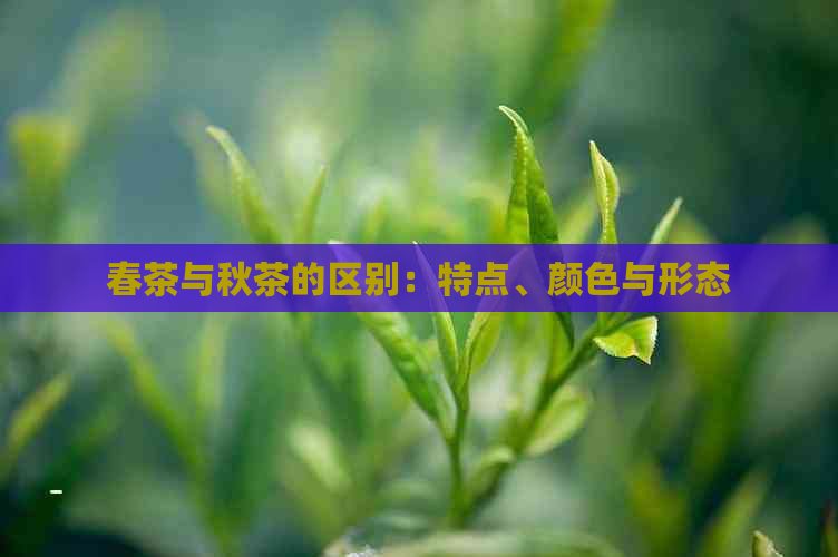 春茶与秋茶的区别：特点、颜色与形态