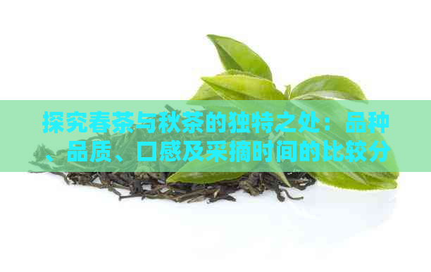 探究春茶与秋茶的独特之处：品种、品质、口感及采摘时间的比较分析