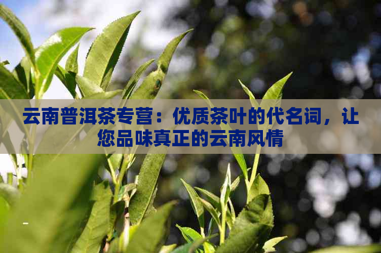 云南普洱茶专营：优质茶叶的代名词，让您品味真正的云南风情