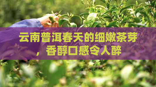 云南普洱春天的细嫩茶芽，香醇口感令人醉