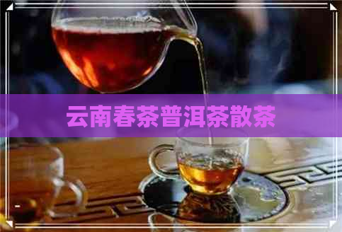 云南春茶普洱茶散茶