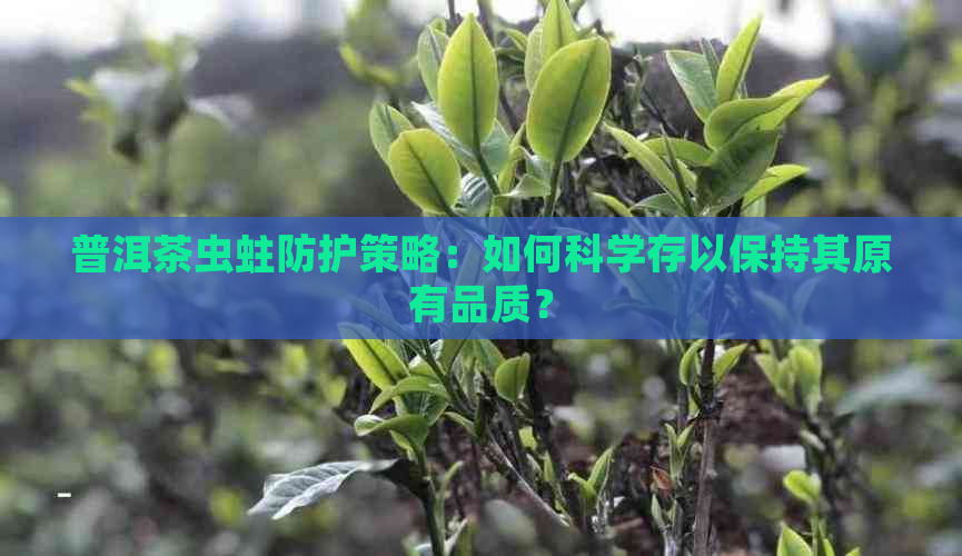 普洱茶虫蛀防护策略：如何科学存以保持其原有品质？