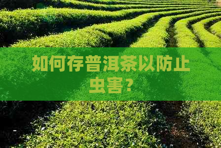 如何存普洱茶以防止虫害？