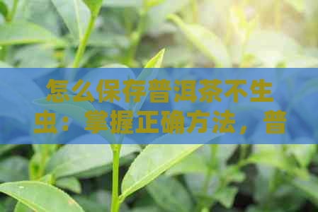 怎么保存普洱茶不生虫：掌握正确方法，普洱茶保存更长久