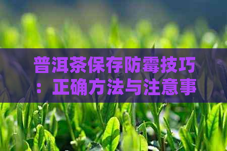 普洱茶保存防霉技巧：正确方法与注意事项