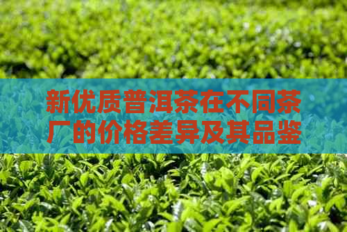 新优质普洱茶在不同茶厂的价格差异及其品鉴技巧