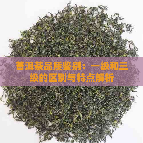 普洱茶品质鉴别：一级和三级的区别与特点解析