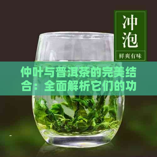 仲叶与普洱茶的完美结合：全面解析它们的功效、泡法与适用人群