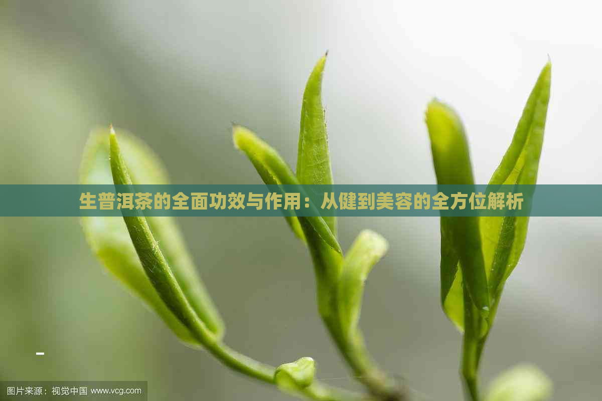 生普洱茶的全面功效与作用：从健到美容的全方位解析