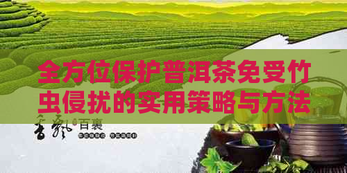 全方位保护普洱茶免受竹虫侵扰的实用策略与方法