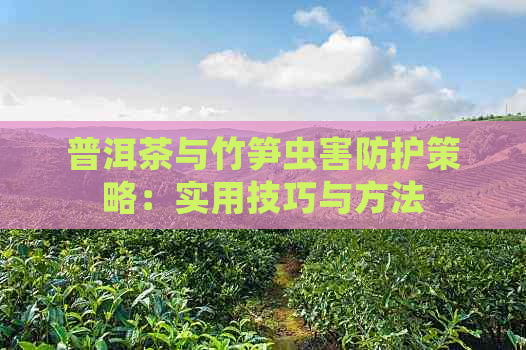 普洱茶与竹笋虫害防护策略：实用技巧与方法