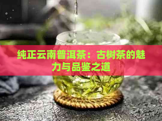 纯正云南普洱茶：古树茶的魅力与品鉴之道