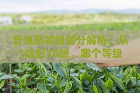 普洱茶等级划分解析：从1级到10级，哪个等级的普洱茶最适合品尝？