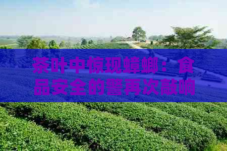 茶叶中惊现蟑螂：食品安全的警再次敲响