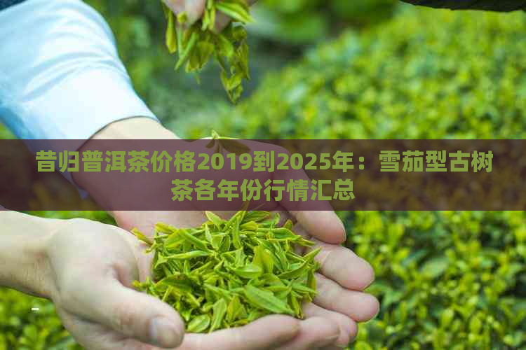 昔归普洱茶价格2019到2025年：雪茄型古树茶各年份行情汇总