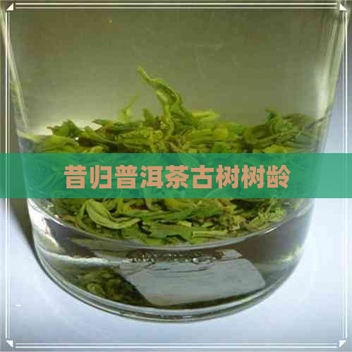 昔归普洱茶古树树龄