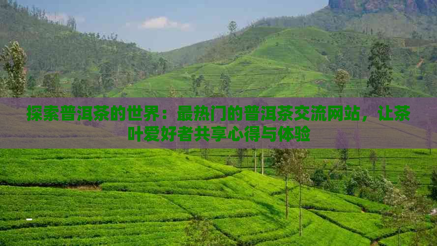 探索普洱茶的世界：最热门的普洱茶交流网站，让茶叶爱好者共享心得与体验