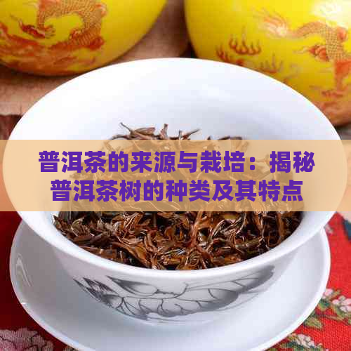 普洱茶的来源与栽培：揭秘普洱茶树的种类及其特点