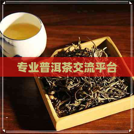 专业普洱茶交流平台