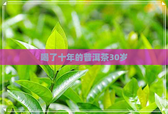 喝了十年的普洱茶30岁