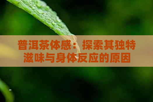 普洱茶体感：探索其独特滋味与身体反应的原因