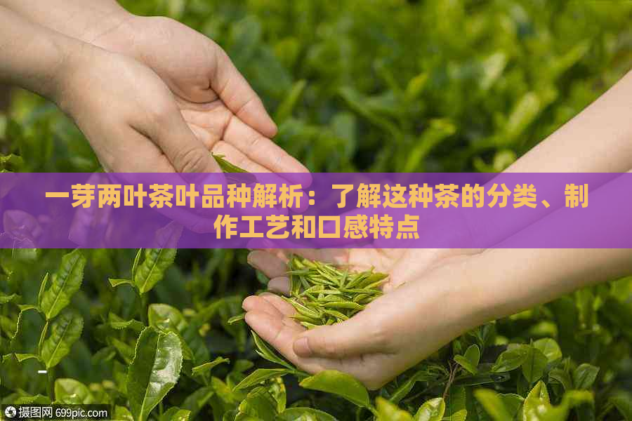 一芽两叶茶叶品种解析：了解这种茶的分类、制作工艺和口感特点