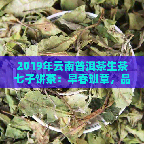 2019年云南普洱茶生茶七子饼茶：早春班章，品质与口感的完美结合