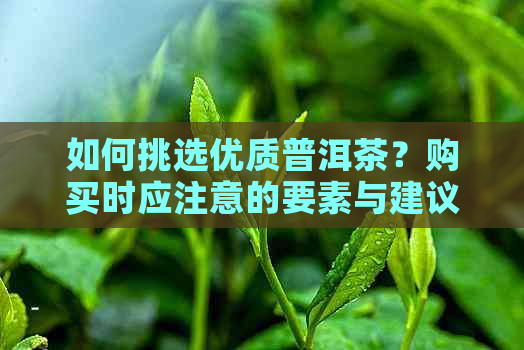 如何挑选优质普洱茶？购买时应注意的要素与建议，让你轻松选对好茶