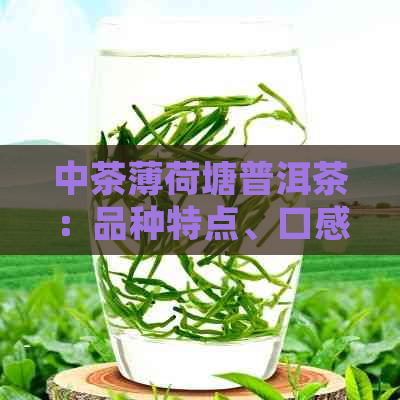 中茶薄荷塘普洱茶：品种特点、口感体验、冲泡方法及收藏价值全方位解析