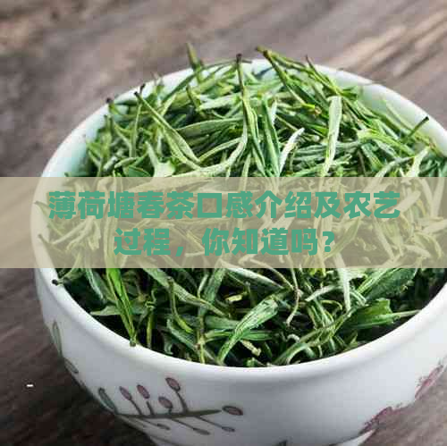 薄荷塘春茶口感介绍及农艺过程，你知道吗？