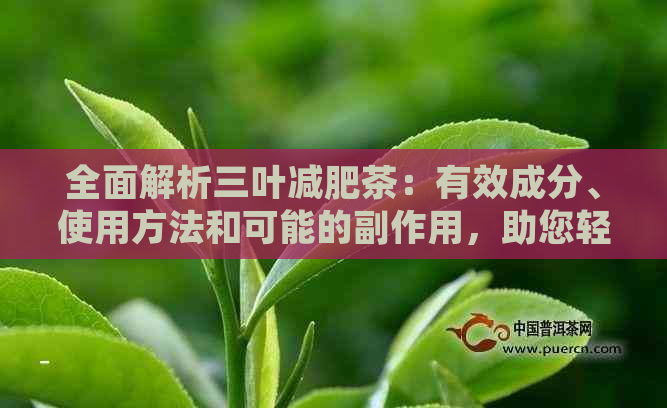 全面解析三叶减肥茶：有效成分、使用方法和可能的副作用，助您轻松减肥！