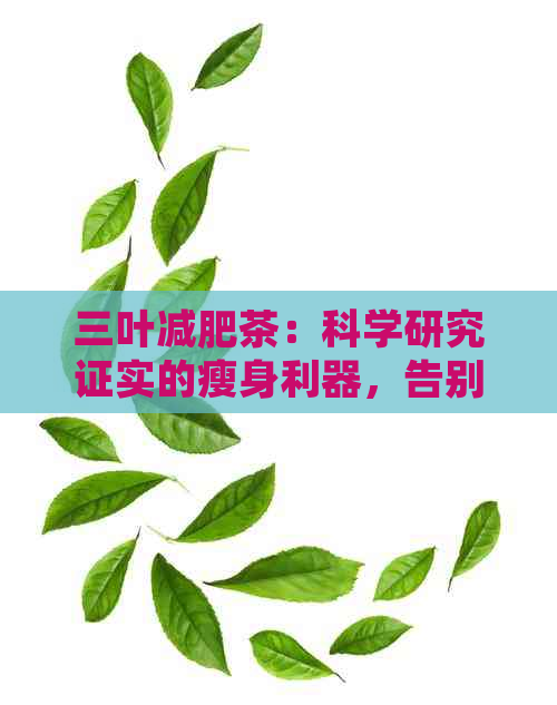 三叶减肥茶：科学研究证实的瘦身利器，告别肥胖的新选择