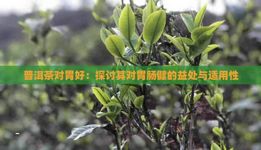 普洱茶对胃好：探讨其对胃肠健的益处与适用性