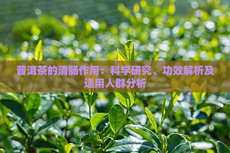 普洱茶的清肠作用：科学研究、功效解析及适用人群分析