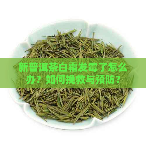 新普洱茶白霜发霉了怎么办？如何挽救与预防？