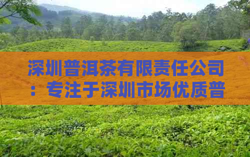 深圳普洱茶有限责任公司：专注于深圳市场优质普洱茶的研发与销售