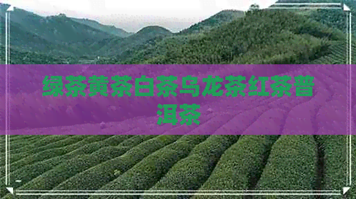 绿茶黄茶白茶乌龙茶红茶普洱茶