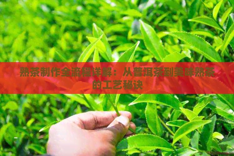 熟茶制作全流程详解：从普洱茶到美味熟茶的工艺秘诀